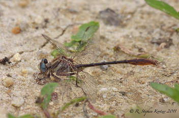 Phanogomphus minutus, male